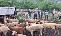 بیش از ۹ هزار دامداری سنتی؛ ستون‌های پنهان امنیت غذایی مازندران